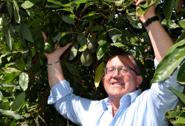 Avocado, tropical crops, California