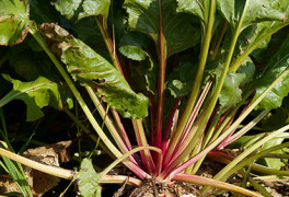 Sugar beet crop