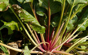 Sugar beet crop