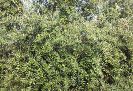 Olive tree crop, Cori