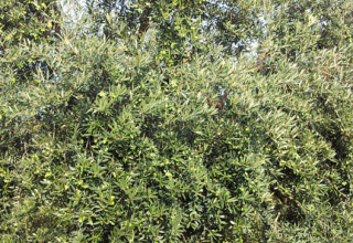 Olive tree crop, Cori