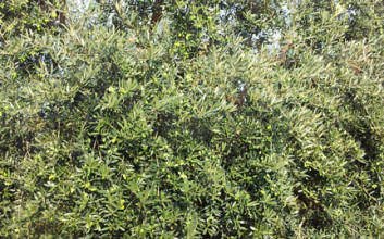 Olive tree crop, Cori