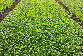 Arugola crop, Battipaglia