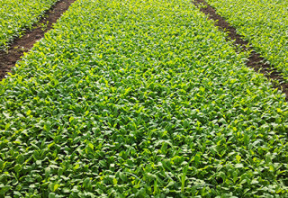 Arugola crop, Battipaglia