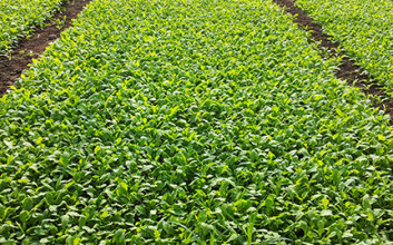 Arugola crop, Battipaglia